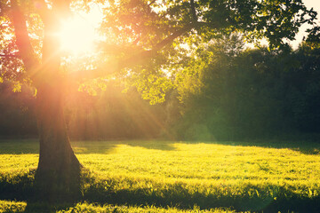 Aufkleber - Summer evening landscape. Summer landscape with an old oak tree in the rays of the setting sun