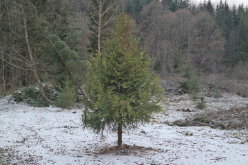 Poster - snow covered trees