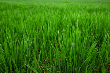 young green wheat shoots in a spring field, a cloudy day without sun