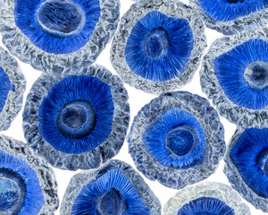 Wall Mural - Inverted colors of dried edible mushrooms macro shot