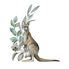 Kangaroo With Eucalyptus Leaves Watercolor Image. Australia Animal With Floral Decoration. Evergreen Aroma Eucalyptus Branch And Kangaroo Hand Drawn Realistic Illustration. Beautiful Wildlife Decor.