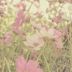 photo of artistic daisy pink flowers in the garden