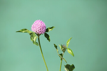 Flower in front of the trend color background of mint green