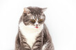 © Alena - Portrait of a cat of the British breed on a white background tongue sticking out. Pets concept.