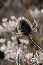 Frost Covered Teazel Or Teasel Seed Head