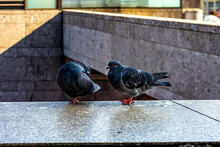 Pigeon Couple Perched On A Stone Parapet In An Urban City Street