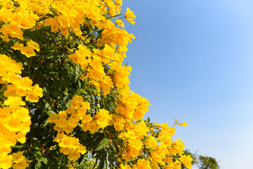 Sticker - Yellow flower on tree in the garden with blue sky, beautiful flowers Trumpetflower, Yellow trumpet-flower, Yellow trumpetbush.