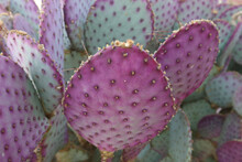 Closeup Shot Of Purple Prickly Pear Cactus In A Desert