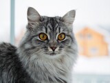 Fototapeta Koty - Close-up portrait beautiful gray fluffy domestic cat with yellow eyes. Cat sits on the windowsill. Image for veterinary clinics. The concept of pets. Banner for the site.
