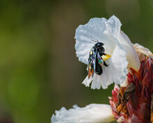 Colourful Wings Of A Black Bumble Bee On A White Flower