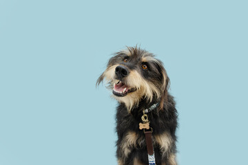 Wall Mural - Attentive furry dog wearing collar and leash. Isolated on blue colored background.