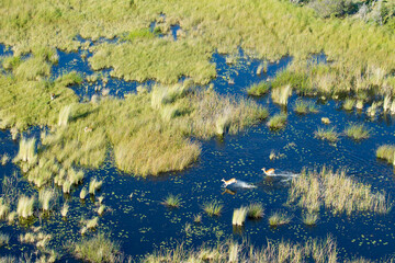 Wall Mural - Aerial view to wild nature of Delta Okavango in Botswana.