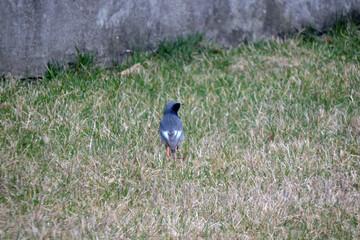 Wall Mural - A male black redstart standing on the green lawn, breeding plumage