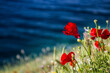 Sea background with beautiful red poppies 