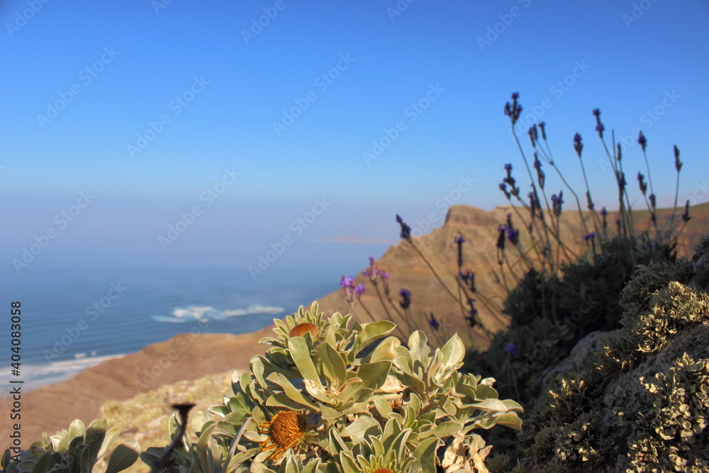 Close-up Of Cactus By Sea Against Clear Blue Sky - obrazy, fototapety, plakaty 