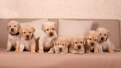 Wall Mural - group of yellow labrador retriever puppies together