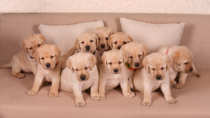 group of yellow labrador retriever puppies together