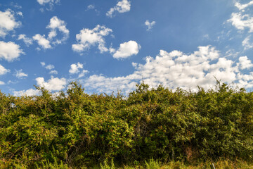  Low-angle view of the top of a hill with bushes against blue sky in summer, Tuscany, Italy
