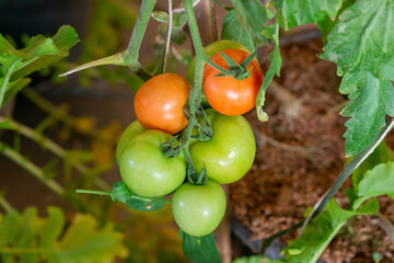 Fresh lot of tomato hanging  plants growing in greenhouse