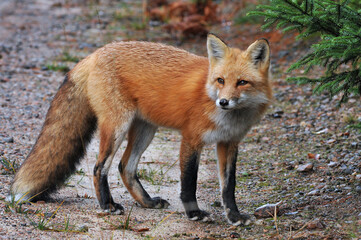 Wall Mural - red fox in the woods