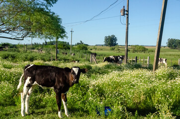 cows on a farm