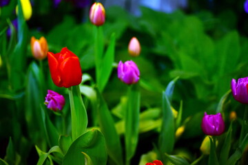 Wall Mural - close-up flowers