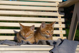 Fototapeta Koty - Two adorable red kittens are lying on a rocking chair, their eyes narrowed. Cute fluffy kittens.