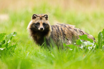 Wall Mural - Shy raccoon dog, nyctereutes procyonoides, looking away on a meadow in summertime. Low angle view of wild animal in natural environment standing in green grass.