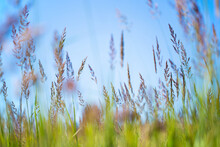 Tall Green Grass In A Wild Field. Tall Grass In The Field. Background From Tall Field Grass.
