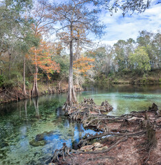 Wall Mural - The Confluence of the Spring Run and the Withlacoochee River at Madison Blue Springs State Park, Madison County, Florida