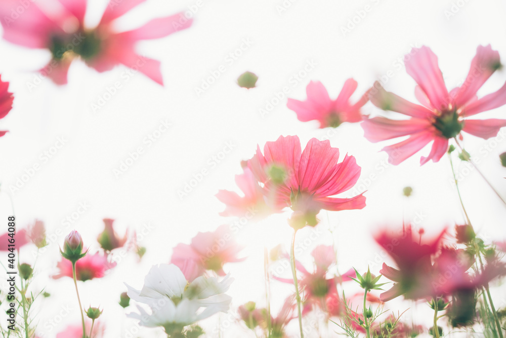 Close-up Of Pink Cosmos Flowers Blooming Outdoors - obrazy, fototapety, plakaty 