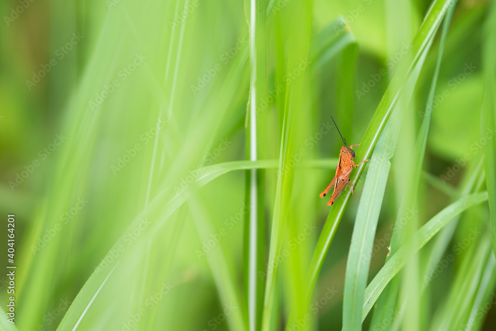 Close-up Of Insect On Plant - obrazy, fototapety, plakaty 