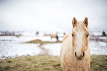 Wall Mural - Palomino quarter horse outside in winter