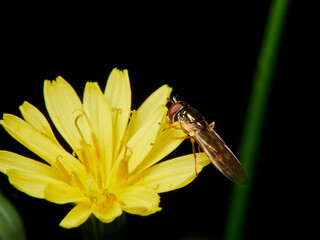 fly on flower