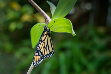 Monarch butterfly (danaus plexippus) just emerging from the chrysalis cocoon with wet wings