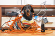 Naughty dachshund was left at home alone and made a mess. Dog in striped t-shirt scattered and tore apart wires and electrical appliances