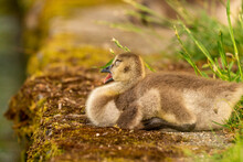Portrait Of Little Yellow Goslings (baby Goose) Swimming, Walking, Sitting, And Eating On The Green Grass And Flowers By The Water