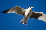 Fototapeta Na sufit - Ring-Billed Gull Flying in a Blue Sky