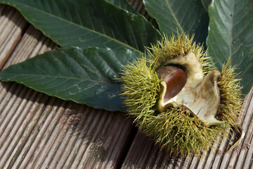 Sticker - Chestnut bur and Chestnut Leaves on Wood Deck