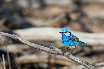 Wall Mural - An adult male Splendid Fairywren (Malurus splendens) in its rich multicoloured blue breeding plumage perched on a branch.