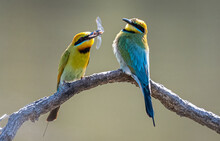 Two Rainbow Bee-eater Sharing A Dragonfly  The Rainbow Bee-eater Bird Comes From The Family Of Birds Called Meropidae And Are Found In Australia.