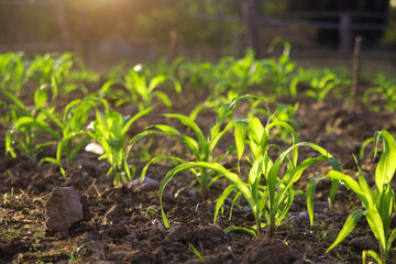 Wall Mural - Organic corn planted in the garden with bright morning sunlight