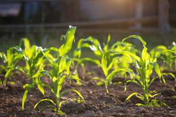 Wall Mural - Organic corn planted in the garden with bright morning sunlight