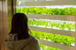 植物工場のレタスを眺める女性
