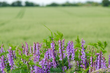 Purple Vetch Wildflowers Field Free Stock Photo - Public Domain Pictures