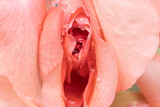 Fototapeta Londyn - closeup of erotic pink rose flowers with water drops