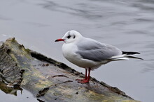 Black-headed Gull On The Water
