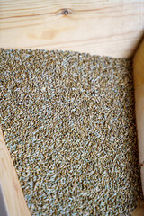 Wheat cereal grain in wooden container for grinding