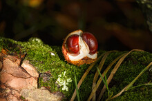 Chestnut Conker In An Autumn Irish Forest