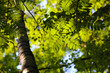 Fresh green leaves of rowan tree lit by the sun